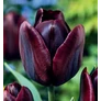Kép 1/2 - 5 db-os Kapers Tulipán virághagyma -Triumph Tulipán fekete 10/11