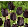 Kép 2/2 - 5 db-os Kapers Tulipán virághagyma -Triumph Tulipán fekete 10/11