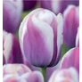 Kép 1/2 - 5 db-os Kapers Tulipán virághagyma -Triumph Tulipán lila-fehér 10/11
