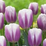 Kép 2/2 - 5 db-os Kapers Tulipán virághagyma -Triumph Tulipán lila-fehér 10/11