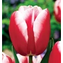 Kép 1/2 - 5 db-os Kapers Tulipán virághagyma -Triumph Tulipán piros-fehér 10/11