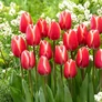 Kép 2/2 - 5 db-os Kapers Tulipán virághagyma -Triumph Tulipán piros-fehér 10/11
