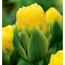 Kép 1/2 - 5 db-os Kapers Tulipán virághagyma -Apeldoornban Dupla Szépsége 11/12