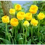 Kép 2/2 - 5 db-os Kapers Tulipán virághagyma -Apeldoornban Dupla Szépsége 11/12