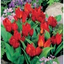 Kép 1/5 - 100 db-os Kapers Tulipán virághagyma - Van Tubergen'S Variety piros 7/8