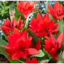 Kép 2/5 - 100 db-os Kapers Tulipán virághagyma - Van Tubergen'S Variety piros 7/8