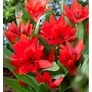 Kép 3/5 - 100 db-os Kapers Tulipán virághagyma - Van Tubergen'S Variety piros 7/8