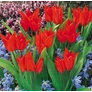 Kép 4/5 - 100 db-os Kapers Tulipán virághagyma - Van Tubergen'S Variety piros 7/8