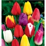 Kép 2/2 - 50 db-os Singiel Tulipán - Tulipán színes Full Mix 11/12