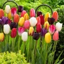 Kép 1/2 - 50 db-os Kapers Tulipán - Szimpla Tulipán színes Mix 11/12
