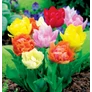 Kép 1/2 - 50 db-os Singiel Tulipán - Tulipán színes Full Mix 11/12