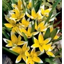Kép 1/2 - 100 db-os Kapers Tulipán virághagyma -Tarda Tulipán sárga 7/8