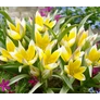Kép 2/2 - 100 db-os Kapers Tulipán virághagyma -Tarda Tulipán sárga 7/8