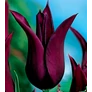 Kép 2/3 - 50 db-os XL Kapers Tulipán virághagyma-Burgundia Liliomvirágú Tulipán Bordó 11/12