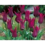 Kép 1/3 - 50 db-os XL Kapers Tulipán virághagyma-Burgundia Liliomvirágú Tulipán Bordó 11/12
