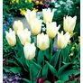 Kép 1/2 - 5 db-os Kapers Tulipán virághagyma- Fehér PurissimaTulipán Krém-Fehér 10/11