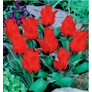 Kép 1/2 - 5 db-os Kapers Tulipán virághagyma-Tulipán Piroska Riding Hood 10/11