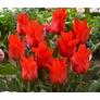 Kép 2/2 - 5 db-os Kapers Tulipán virághagyma-Tulipán Piroska Riding Hood 10/11