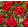 Kép 1/3 - 5 db-os Kapers Tulipán virághagyma-Tulipán Rococo zöld-piros 11/12