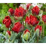 Kép 2/3 - 5 db-os Kapers Tulipán virághagyma-Tulipán Rococo zöld-piros 11/12