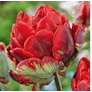 Kép 3/3 - 5 db-os Kapers Tulipán virághagyma-Tulipán Rococo zöld-piros 11/12