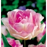 Kép 1/3 - 5 db-os Kapers Tulipán virághagyma-Tulipán Angelique Rózsaszín 12+