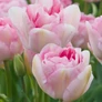 Kép 2/3 - 5 db-os Kapers Tulipán virághagyma-Tulipán Angelique Rózsaszín 12+