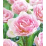 Kép 3/3 - 5 db-os Kapers Tulipán virághagyma-Tulipán Angelique Rózsaszín 12+