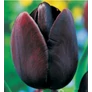 Kép 2/3 - 5 db-os Kapers Tulipán virághagyma-Tulipán Éj Királynője fekete12+