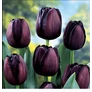 Kép 3/3 - 5 db-os Kapers Tulipán virághagyma-Tulipán Éj Királynője fekete12+