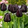 Kép 1/3 - 5 db-os Kapers Tulipán virághagyma-Tulipán Éj Királynője fekete12+