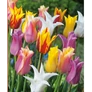 Kép 1/2 - 5 db-os Kapers Tulipán virághagyma- Liliomvirágú Tulipán Mix 11/12