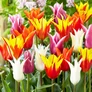 Kép 2/2 - 5 db-os Kapers Tulipán virághagyma- Liliomvirágú Tulipán Mix 11/12