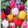 Kép 1/2 - 5 db-os Kapers Tulipán virághagyma -Triumph Tulipán Mix 11/12