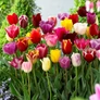 Kép 2/2 - 5 db-os Kapers Tulipán virághagyma -Triumph Tulipán Mix 11/12