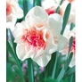 Kép 3/4 - 3 db-os Kapers Narcisz virághagyma -Teltvirágú Narcisz Replete14/16