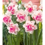 Kép 1/4 - 3 db-os Kapers Narcisz virághagyma -Teltvirágú Narcisz Replete14/16