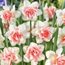 Kép 4/4 - 3 db-os Kapers Narcisz virághagyma -Teltvirágú Narcisz Replete14/16