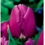 Kép 2/3 - 5 db-os Kapers Tulipán virághagyma - Tulipán Purple Flag 12+