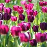 Kép 1/3 - 5 db-os Kapers Tulipán virághagyma - Tulipán Purple Flag 12+