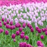 Kép 3/3 - 5 db-os Kapers Tulipán virághagyma - Tulipán Purple Flag 12+
