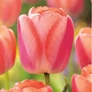 Kép 1/3 - 50 db-os Tulipán virághagyma - Darwin Tulipán Apricot pride, Barack színű 11/12