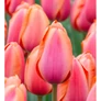 Kép 2/3 - 50 db-os Tulipán virághagyma - Darwin Tulipán Apricot pride, Barack színű 11/12