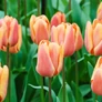 Kép 3/3 - 50 db-os Tulipán virághagyma - Darwin Tulipán Apricot pride, Barack színű 11/12