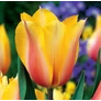 Kép 1/3 - 5 db-os Tulipán virághagyma - Kapers Tulipán Blushing Lady- Piruló hölgy 11/12