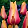Kép 3/3 - 5 db-os Tulipán virághagyma - Kapers Tulipán Blushing Lady- Piruló hölgy 11/12