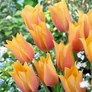 Kép 2/3 - 5 db-os Tulipán virághagyma - Kapers Tulipán Blushing Lady- Piruló hölgy 11/12