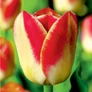 Kép 4/4 - 5 db-os Tulipán virághagyma - Kapers Tulipán Candy Corner 11/12