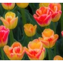 Kép 3/4 - 5 db-os Tulipán virághagyma - Kapers Tulipán Candy Corner 11/12