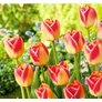Kép 2/4 - 5 db-os Tulipán virághagyma - Kapers Tulipán Candy Corner 11/12